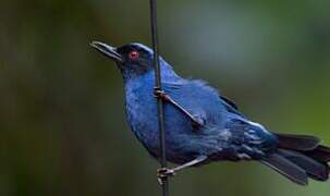 Masked Flowerpiercer