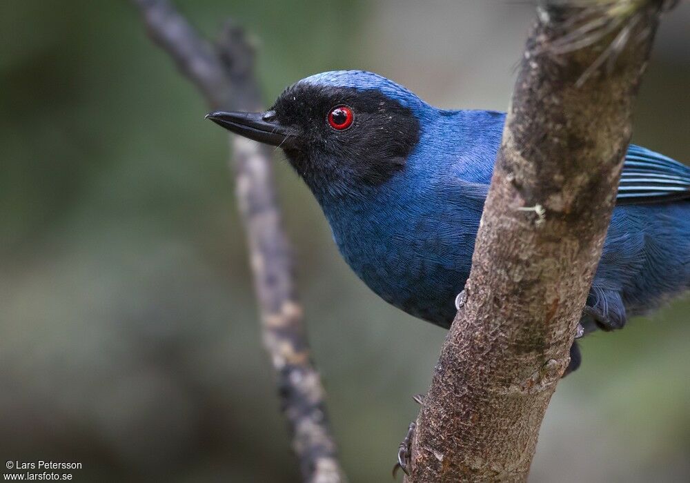 Masked Flowerpiercer