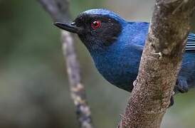 Masked Flowerpiercer