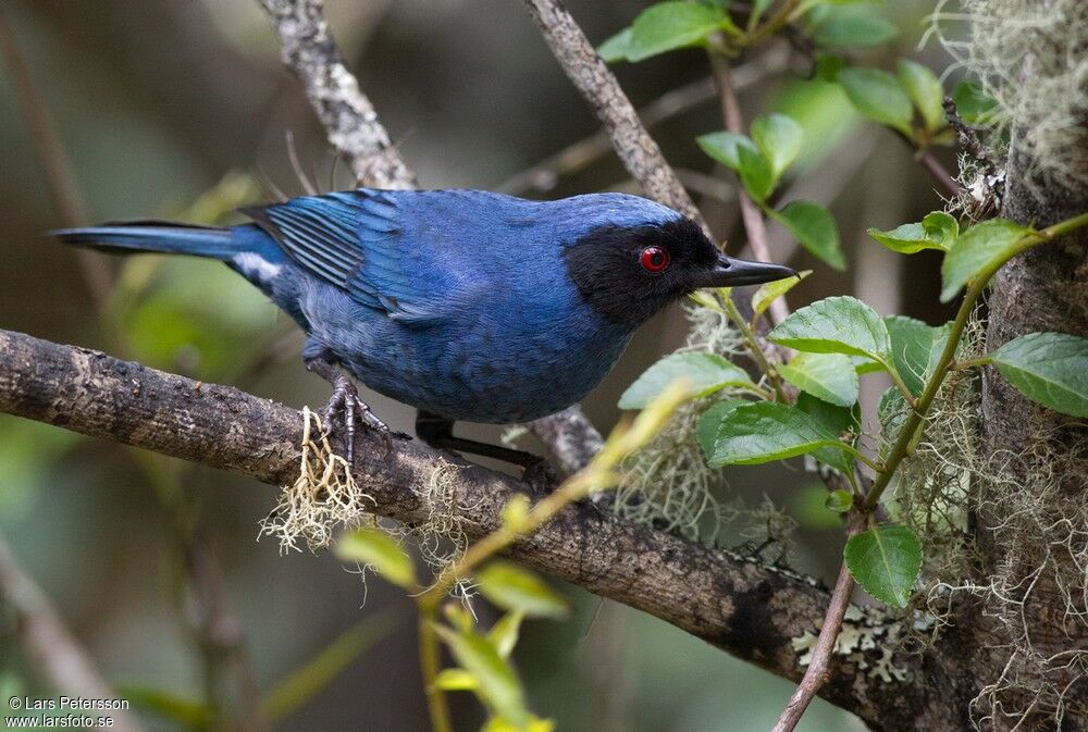 Masked Flowerpiercer