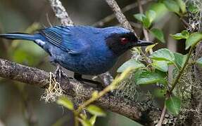 Masked Flowerpiercer