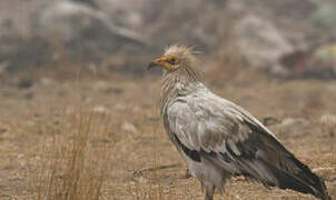 Egyptian Vulture