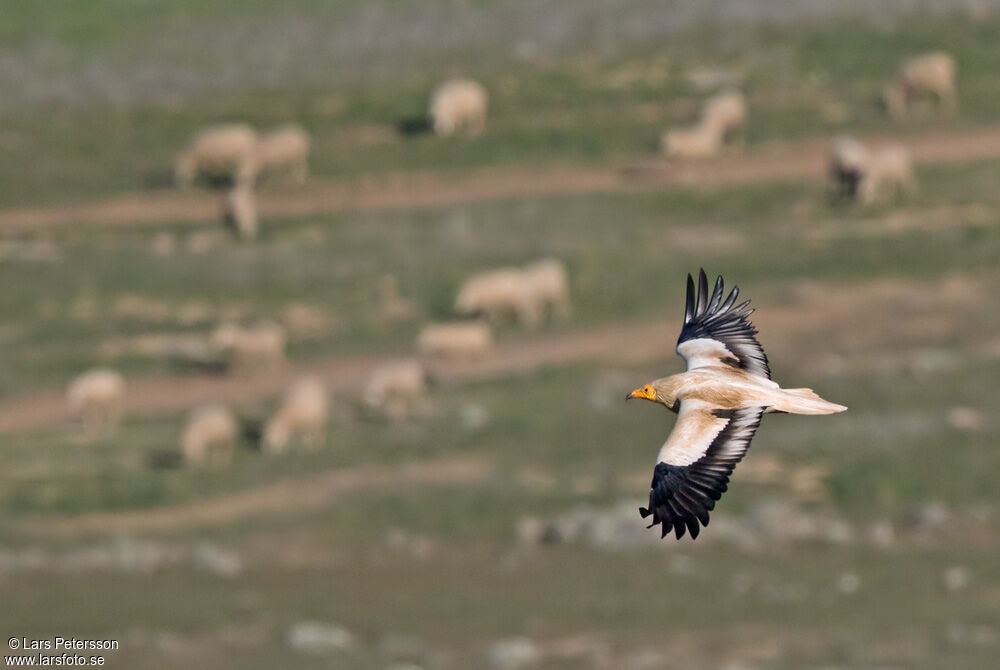 Egyptian Vulture