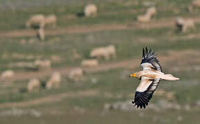 Egyptian Vulture