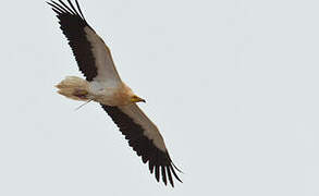 Egyptian Vulture