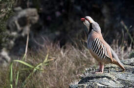 Chukar Partridge