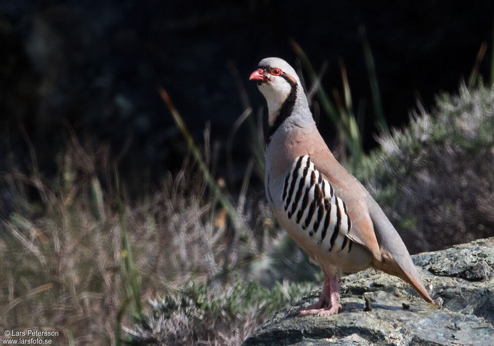 Chukar Partridge