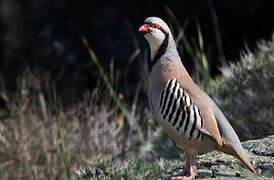 Chukar Partridge