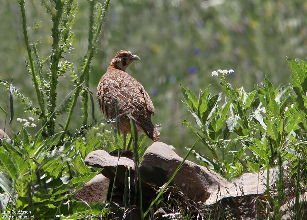 Tibetan Partridge