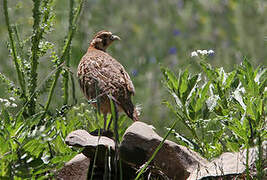 Tibetan Partridge