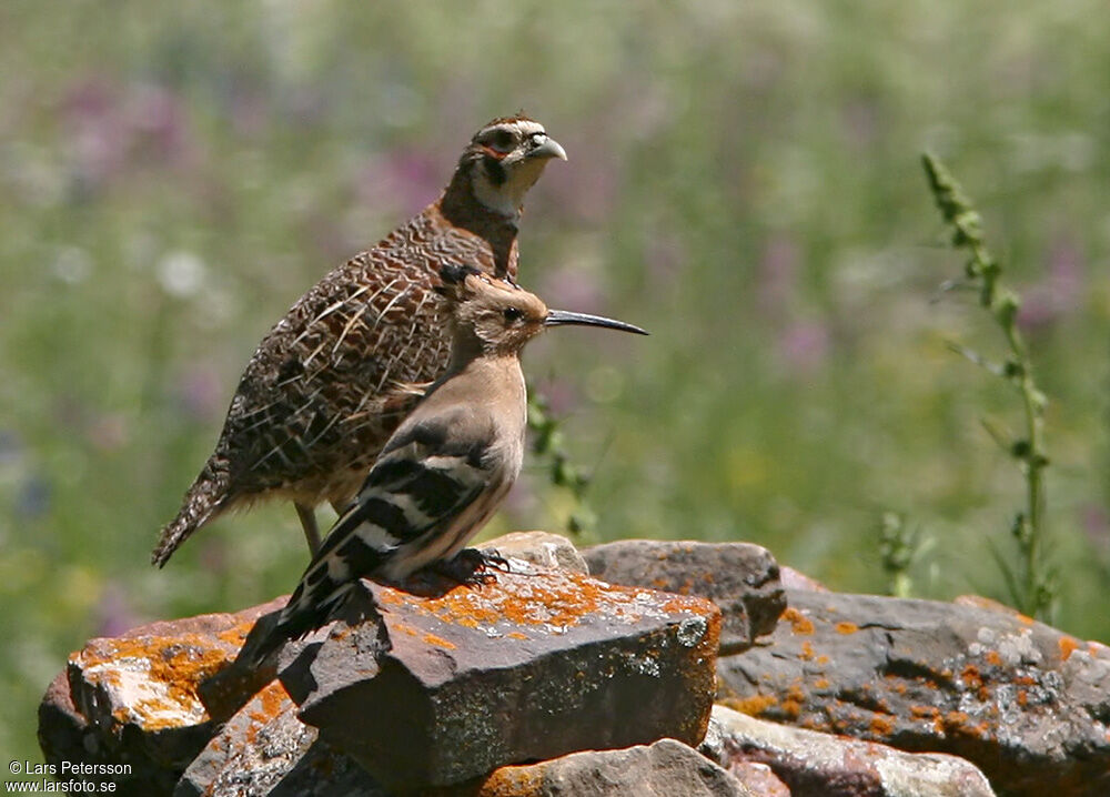 Tibetan Partridge