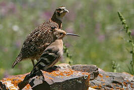 Tibetan Partridge