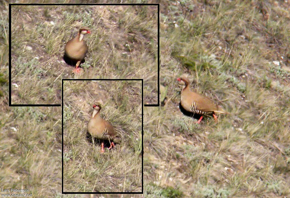 Przevalski's Partridge