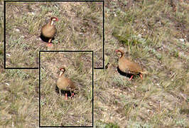 Przevalski's Partridge