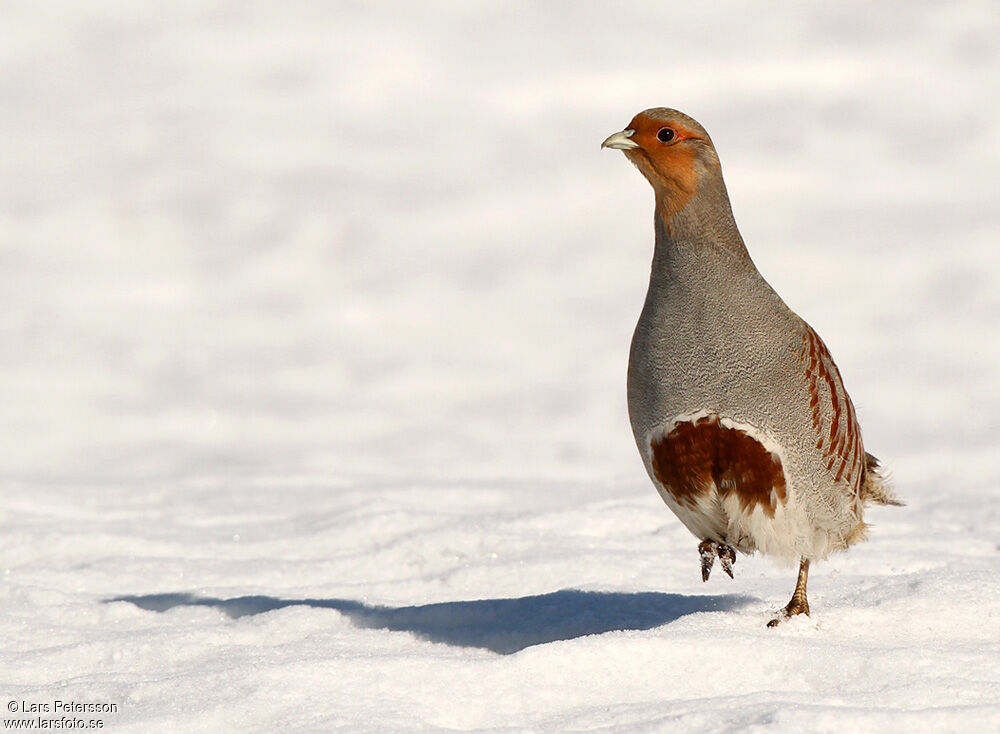 Grey Partridge