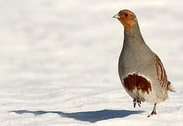 Grey Partridge