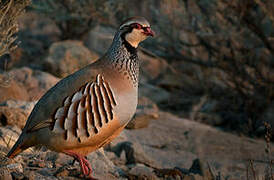 Red-legged Partridge