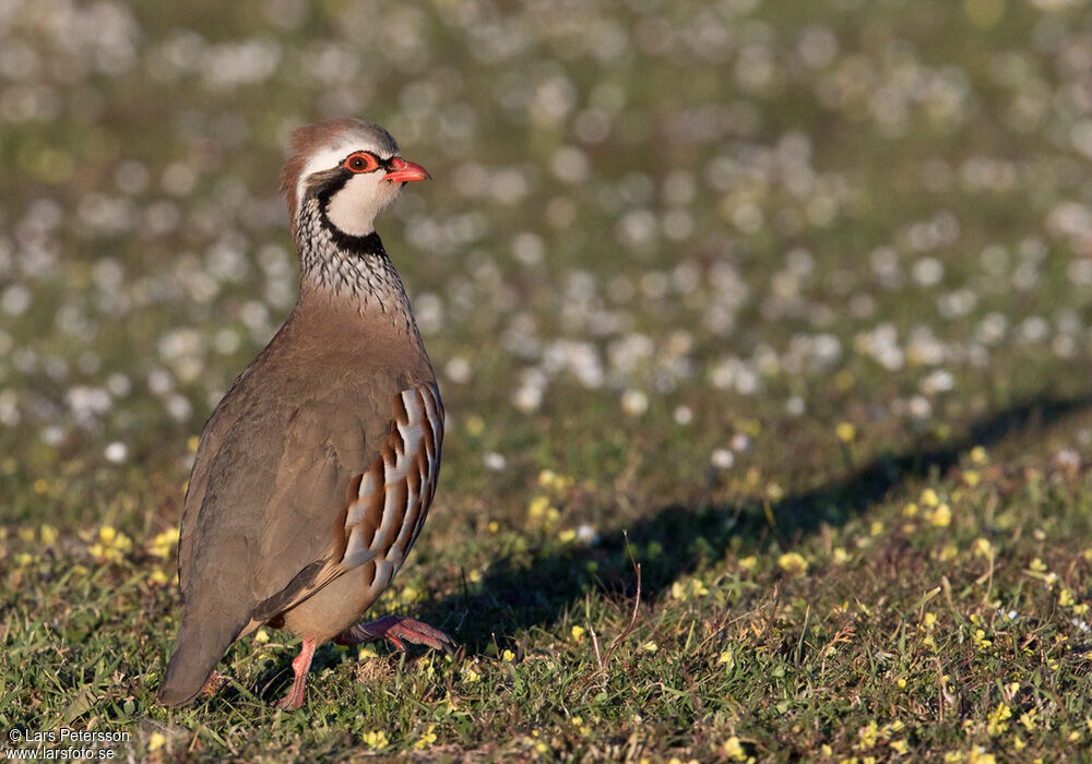 Red-legged Partridge