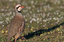 Red-legged Partridge