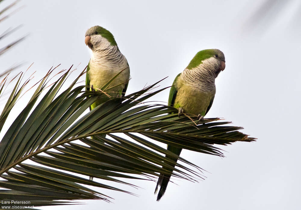 Monk Parakeetadult, habitat, pigmentation