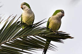 Monk Parakeet