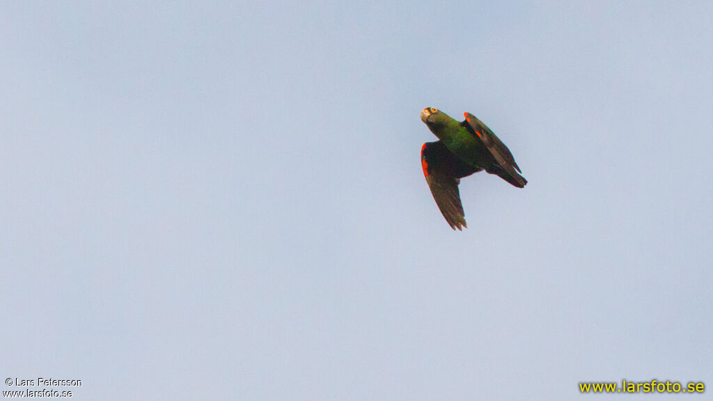 Perroquet à calotte rouge