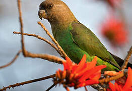 Brown-headed Parrot