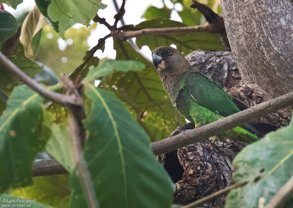 Brown-headed Parrot