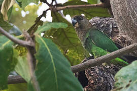 Brown-headed Parrot