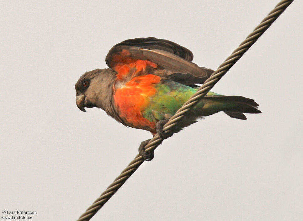 Red-bellied Parrot