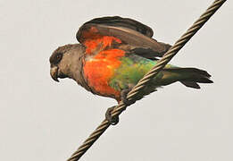 Red-bellied Parrot