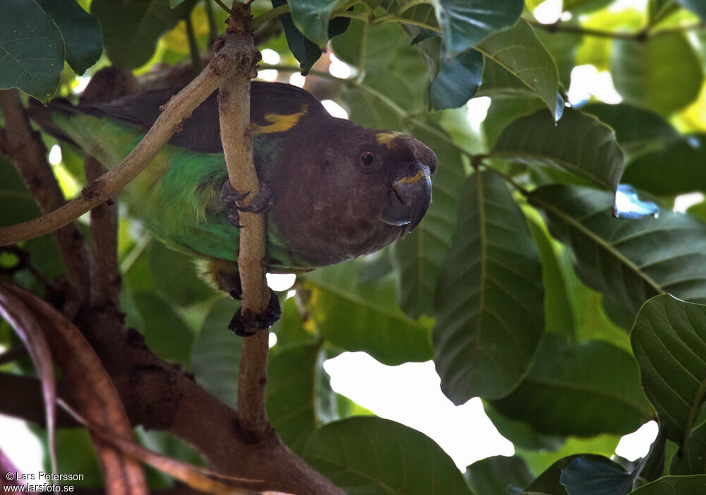 Meyer's Parrot