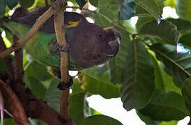 Meyer's Parrot