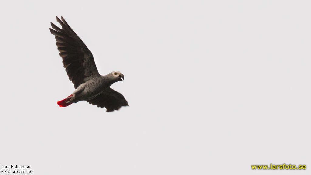 Grey Parrotadult, Flight