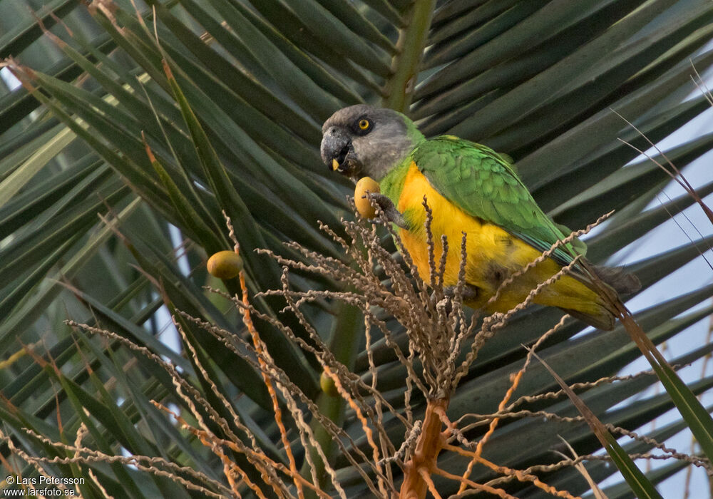 Senegal Parrot