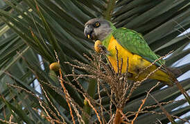 Senegal Parrot