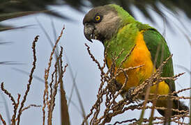 Senegal Parrot