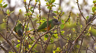 Senegal Parrot