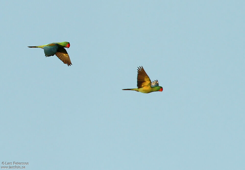 Great-billed Parrot