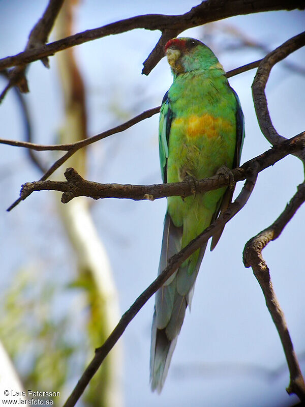 Australian Ringneck