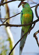 Australian Ringneck