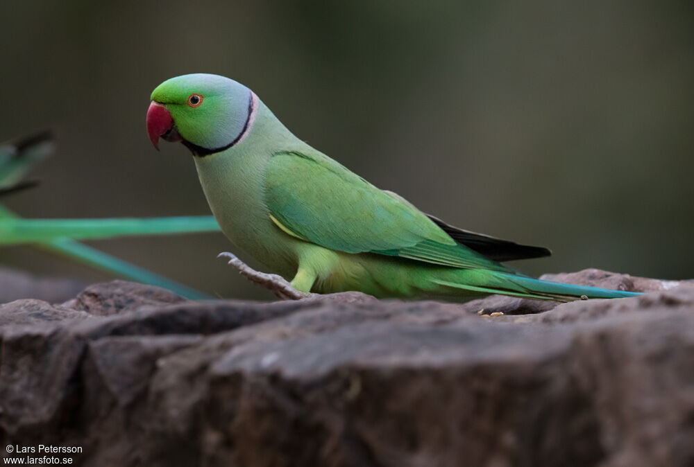 Rose-ringed Parakeet