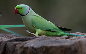 Rose-ringed Parakeet