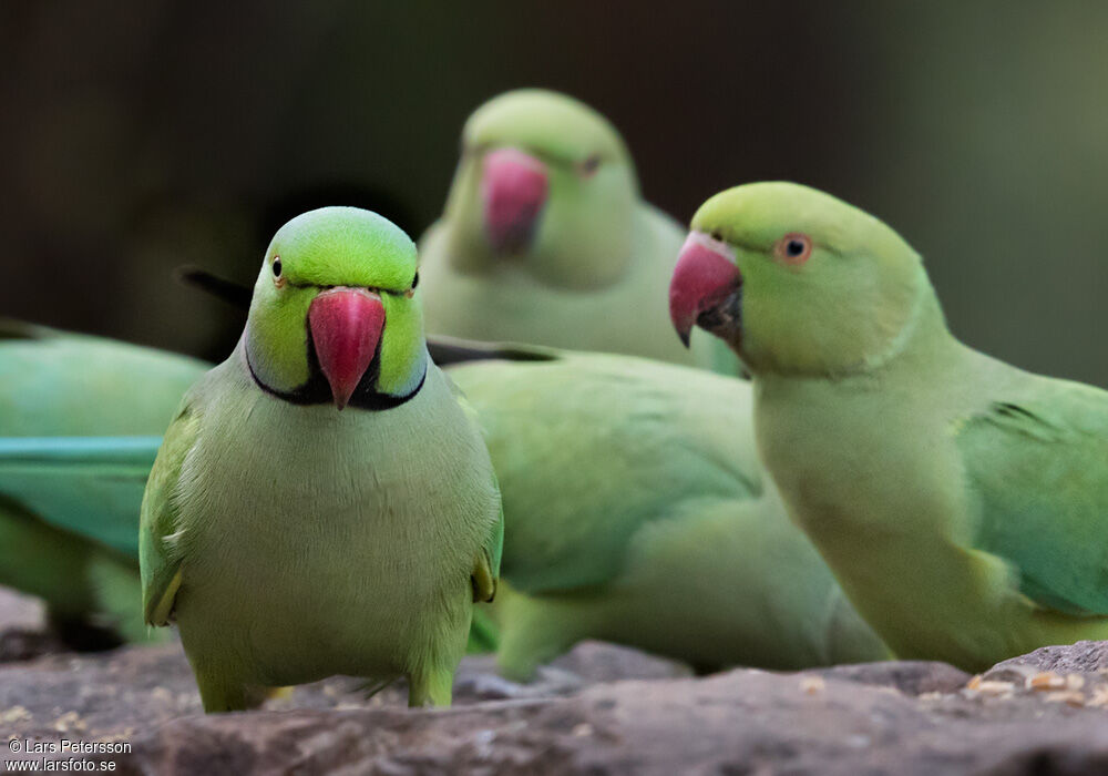 Rose-ringed Parakeet