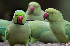 Rose-ringed Parakeet