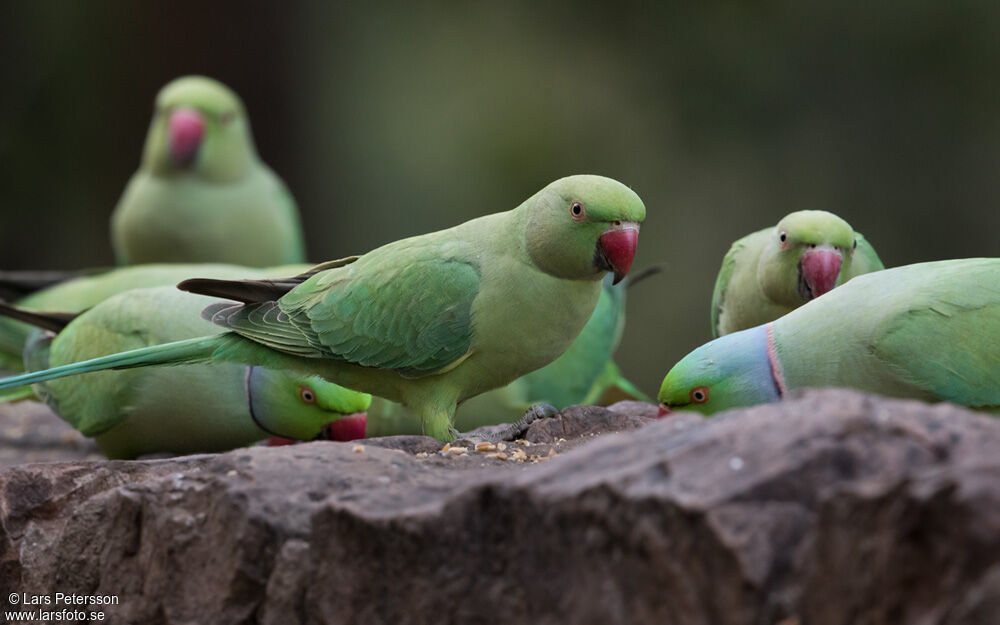 Rose-ringed Parakeet