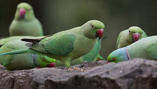 Rose-ringed Parakeet