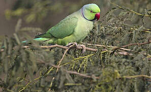 Rose-ringed Parakeet