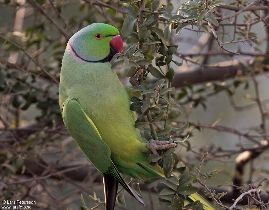 Rose-ringed Parakeet