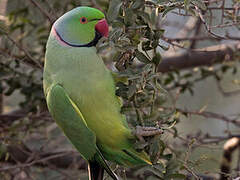 Rose-ringed Parakeet